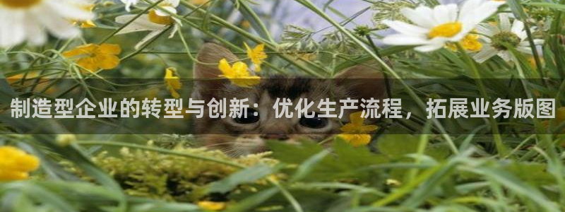 彩神v8几个版本：制造型企业的转型与创新：优化生产流程，拓展业务版图